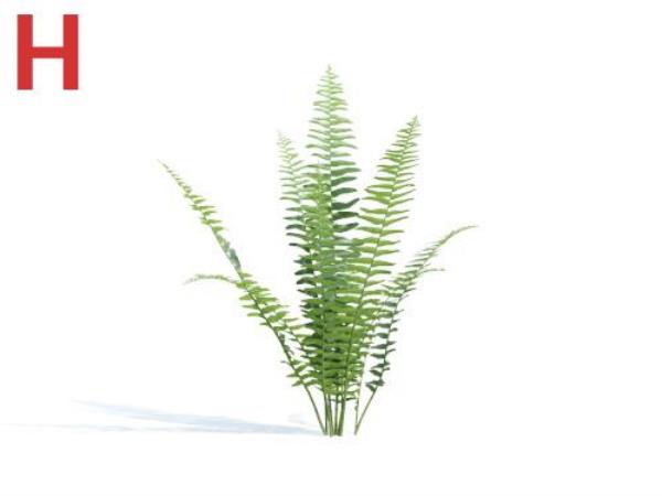 مدل سه بعدی گیاه - دانلود مدل سه بعدی گیاه - آبجکت سه بعدی گیاه - دانلود آبجکت سه بعدی گیاه - دانلود مدل سه بعدی fbx - دانلود مدل سه بعدی obj -Plant 3d model free download  - Plant 3d Object - Plant OBJ 3d models - Plant FBX 3d Models - بوته  - bush